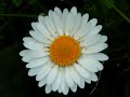 FRANCOIS BERANGER - pour ma grand-m�re.