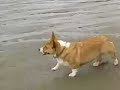 My Best Friend  (corgi)