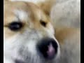 My Akita Inu Puppy 3 months