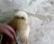 Akita Inu video