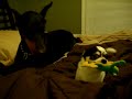Evil Chihuahua Evil Chihuahua