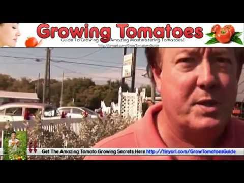 how to grow juicy tasty tomatoes