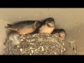 Barn Swallow Nest 1 week later - Nido de golondrina Barn Swallow Nest 1 week later - Nido de golondrina