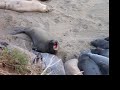 Elephant Seals 2