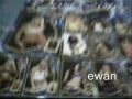 wwe divas 2010 autographed calendar