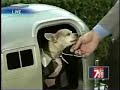 Funny Dog in Camper
