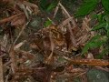 Tobago Rainforest