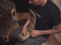 Peregrine Falcon Rescue