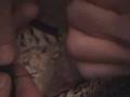 Peregrine Falcon Rescue