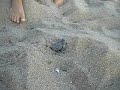 Hercules First Baby Hatchling Seen on JK