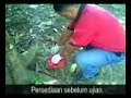 Cemara Babi - Kebal Umum