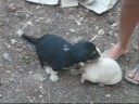 Hundewelpen Hundewelpen