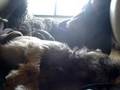 Border terrier, Graham singing5 @KOTATSU
