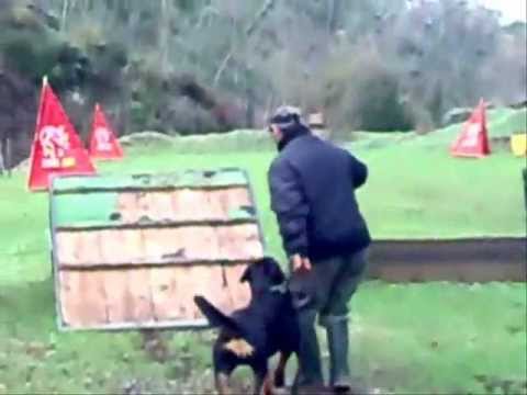 video allevamento amatoriale  antico ponte