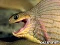 serpent avale l\ serpent avale l\