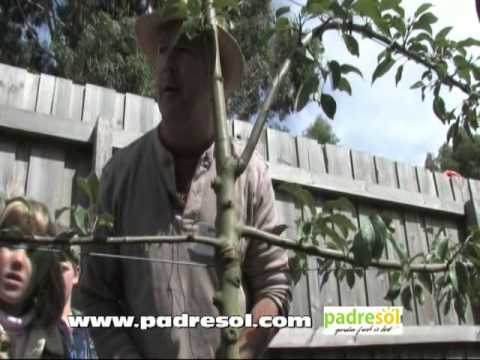 how to espalier an apple tree