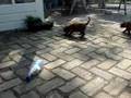 eMeneMs P-litter German Pinschers First time outside