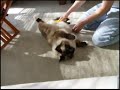 Brushing A Birman Brushing A Birman