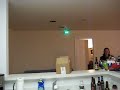 Cat vs. Robotic Mosquito