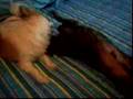 Affenpinscher video