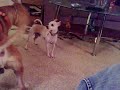 BIG PITBULL AND  CHIHUAHUA PLAY FIGHT