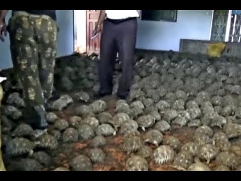 YouTube reptile video