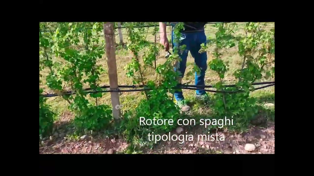 interfilare CRG su piccoli frutti