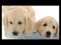 MY PET CAT DOG HORSE DOLPHIN NDS italian trailer TV spot commercial video MY PET CAT DOG HORSE DOLPHIN NDS italian trailer TV spot commercial video