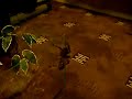 Salmon pink birdeater spider, heading home.