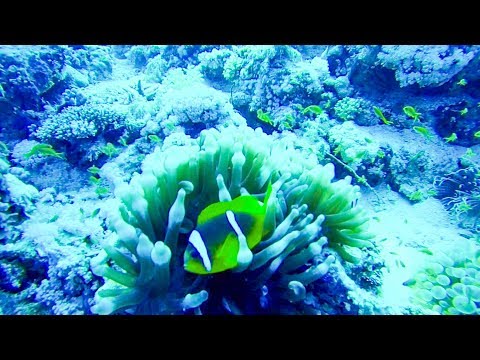 Scuba Diving in the Red Sea, Egypt, Sharm El Sheikh_B�v�rkod�s. Heti legjobbak