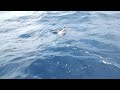 Click here to watch this video 150lb Hammerhead Shark caught in Biscayne Bay, Miami Florida Fishing
