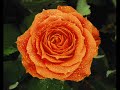 para uma menina com uma flor