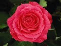 para uma menina com uma flor