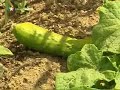 Tener una casa verde con huerto es posible