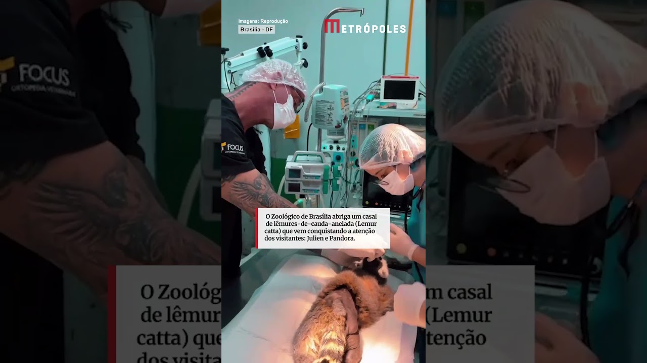 Lêmure do Zoo de Brasília, Julien passa por cirurgia delicada e se recupera bem