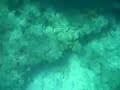 Key West - Reef - Snorkeling