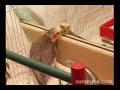 Cockatiel play time