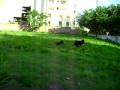 videos de Ram