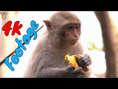 Những Cảnh Quay Đẹp Chất Lượng 4K Về Loài Khỉ Tập 32
