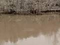 videos de Divide Creek Seep 2008 - Frequent bubbling in pond