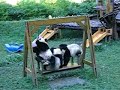 Pandas at Wolong Pandas at Wolong