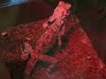 Frilled Dragon Feeding on Crickets