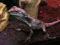 Frilled Dragon Feeding on Crickets