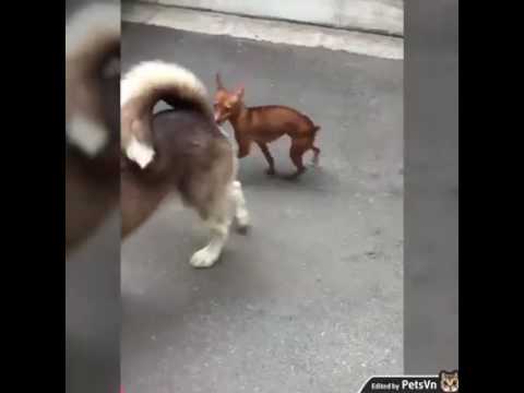 Мужик Выебал Собаку Самотыком