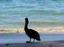 Pelican 2 Pelican 2