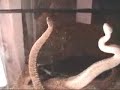 Crotalus vegrandis combat Crotalus vegrandis combat