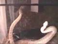 Crotalus vegrandis combat