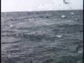 Great White Shark - The Devil's Teeth