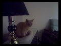 $1000 being offered if you will become the owner of my cat $1000 being offered if you will become the owner of my cat