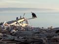 videos de Eagle Call.mov